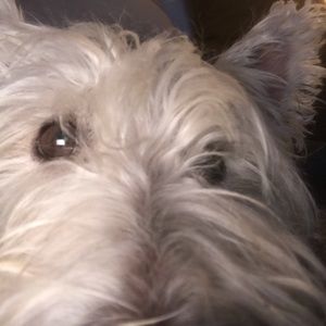 Meet your Posher, Francis